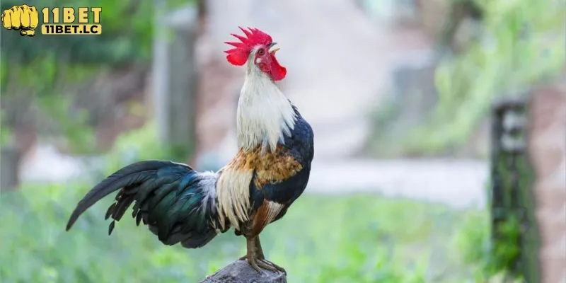 Vảy gà Huyền Trâm ngang cựa