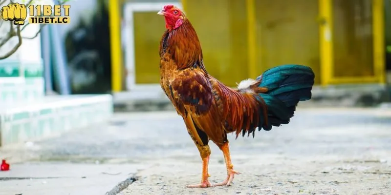 Vảy gà Tam Huyền Trâm